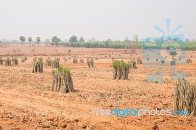 The Cultivation Of Cassava Plantation At Field. Landscape Of Cassava Plantation Stock Photo