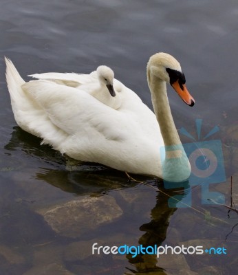 The Cute Chick On The Back Of The Swan Stock Photo