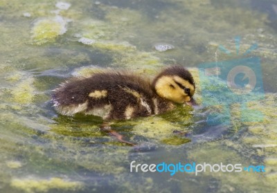 The Cute Young Duck Is Eating The Algae Stock Photo