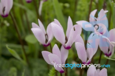 The Cyclamen Blooming In Israel	 Stock Photo