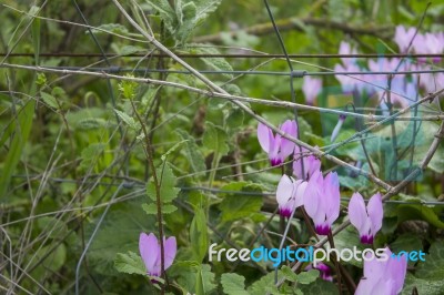 The Cyclamen Blooming In Israel	 Stock Photo