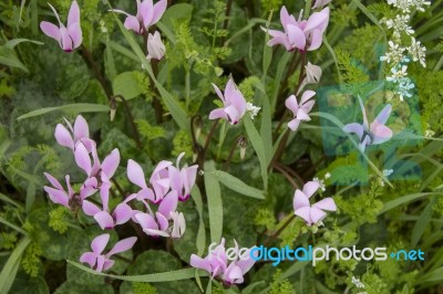 The Cyclamen Blooming In Israel	 Stock Photo