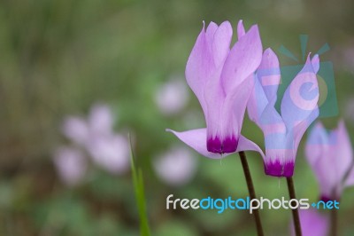 The Cyclamen Blooming In Israel	 Stock Photo