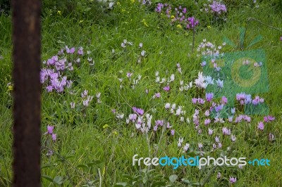 The Cyclamen Blooming In Israel	 Stock Photo