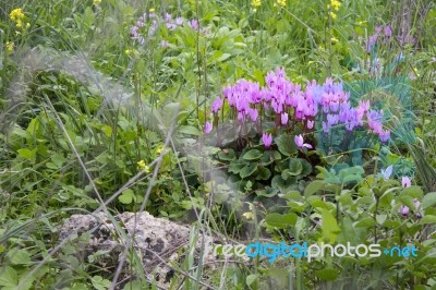 The Cyclamen Blooming In Israel	 Stock Photo