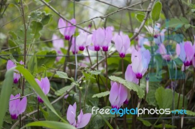 The Cyclamen Blooming In Israel	 Stock Photo