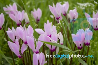 The Cyclamen Blooming In Israel	 Stock Photo