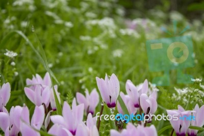 The Cyclamen Blooming In Israel	 Stock Photo