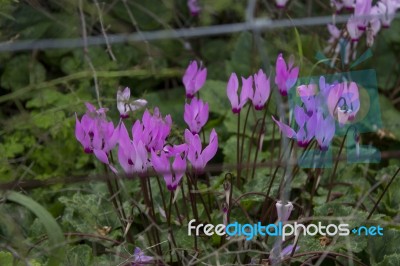 The Cyclamen Blooming In Israel	 Stock Photo