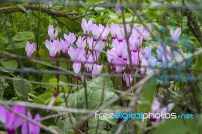 The Cyclamen Blooming In Israel	 Stock Photo