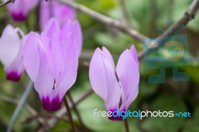 The Cyclamen Blooming In Israel	 Stock Photo