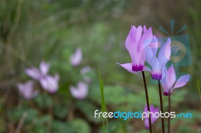 The Cyclamen Blooming In Israel	 Stock Photo