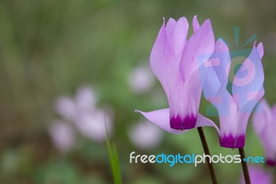 The Cyclamen Blooming In Israel	 Stock Photo