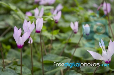 The Cyclamen Blooming In Israel	 Stock Photo