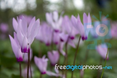 The Cyclamen Blooming In Israel	 Stock Photo