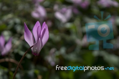 The Cyclamen Blooming In Israel	 Stock Photo