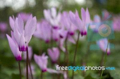 The Cyclamen Blooming In Israel	 Stock Photo