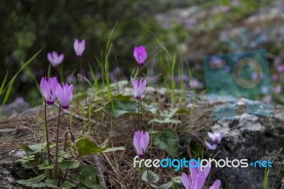 The Cyclamen Blooming In Israel	 Stock Photo