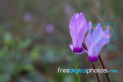 The Cyclamen Blooming In Israel	 Stock Photo