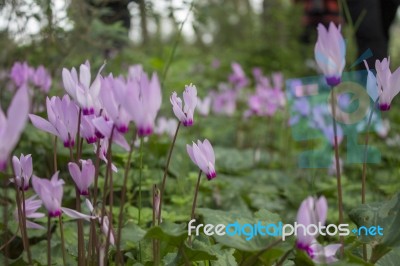 The Cyclamen Blooming In Israel	 Stock Photo