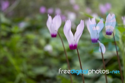 The Cyclamen Blooming In Israel	 Stock Photo