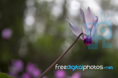 The Cyclamen Blooming In Israel	 Stock Photo