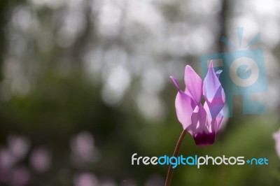 The Cyclamen Blooming In Israel	 Stock Photo