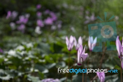 The Cyclamen Blooming In Israel	 Stock Photo