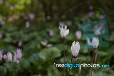 The Cyclamen Blooming In Israel	 Stock Photo