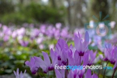 The Cyclamen Blooming In Israel	 Stock Photo