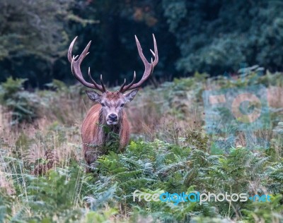 The Deer Of Richmond Park Stock Photo