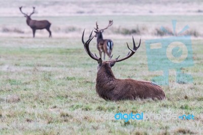 The Deer Of Richmond Park Stock Photo