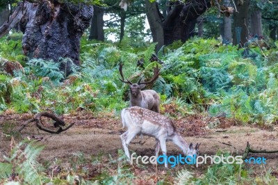 The Deer Of Richmond Park Stock Photo