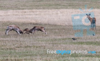 The Deer Of Richmond Park Stock Photo