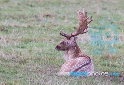 The Deer Of Richmond Park Stock Photo