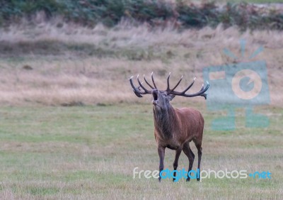 The Deer Of Richmond Park Stock Photo