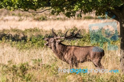 The Deer Of Richmond Park Stock Photo