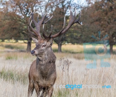 The Deer Of Richmond Park Stock Photo