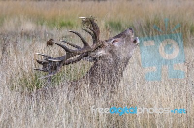 The Deer Of Richmond Park Stock Photo