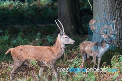 The Deer Of Richmond Park Stock Photo