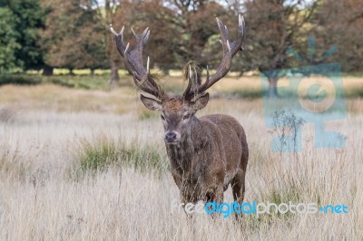 The Deer Of Richmond Park Stock Photo