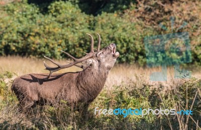 The Deer Of Richmond Park Stock Photo