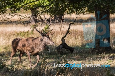 The Deer Of Richmond Park Stock Photo