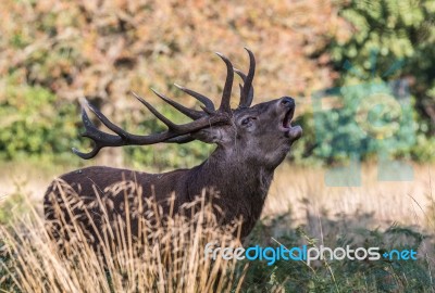 The Deer Of Richmond Park Stock Photo