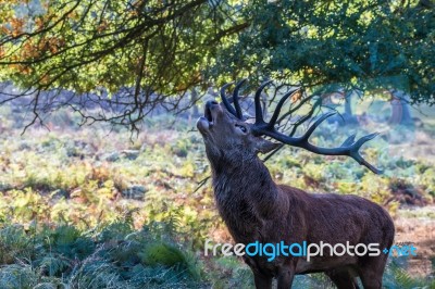 The Deer Of Richmond Park Stock Photo