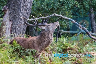 The Deer Of Richmond Park Stock Photo