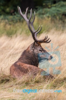 The Deer Of Richmond Park Stock Photo