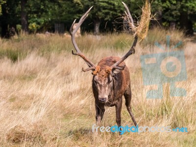 The Deer Of Richmond Park Stock Photo