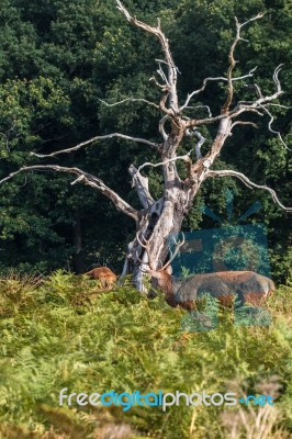 The Deer Of Richmond Park Stock Photo