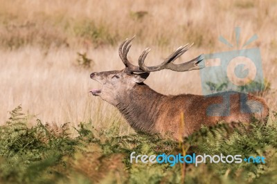 The Deer Of Richmond Park Stock Photo